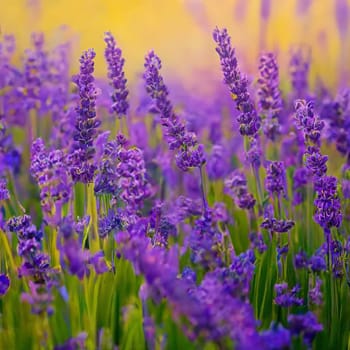 Beautiful lavender field at sunset . Summer landscape. Al generated art.