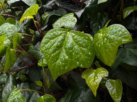 Wet green leaves with raindrops, close up on ivy plant. Nature background. Freshness concept for design and print. Macro shot with copy space. High quality photo