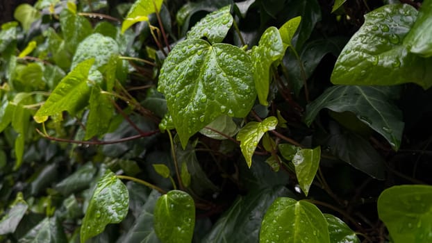 Wet green leaves with raindrops, close up on ivy plant. Nature background. Freshness concept for design and print. Macro shot with copy space. High quality photo