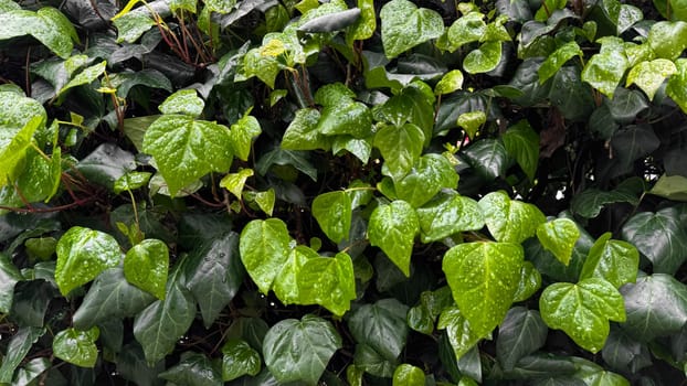 Lush green ivy leaves with raindrops, dense foliage after rain. Hydrated plants and nature rejuvenation concept for design and print. Close up, natural background. High quality photo