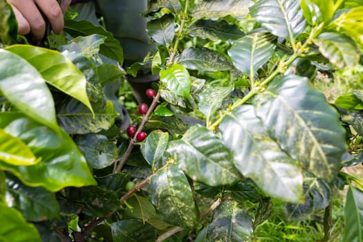 Plant of coffee - bunch of green leaves with red berries on them - close up