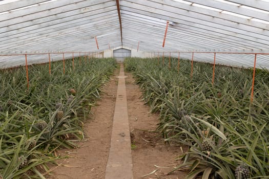 A pineapple plantations - greenhouse with a row of plants in it - wide angle