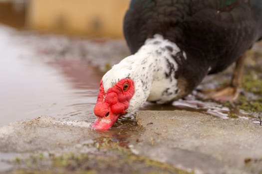 Muscovy duck, with distinctive black and white plumage, stands gracefully beside a tranquil body of water on a farm.