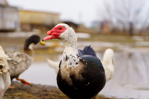 Muscovy duck is captured up close, displaying its unique plumage and detail in a farm setting.