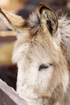 Donkey feeds on hay, showcasing its strength and elegance in the peaceful setting. Vertical photo