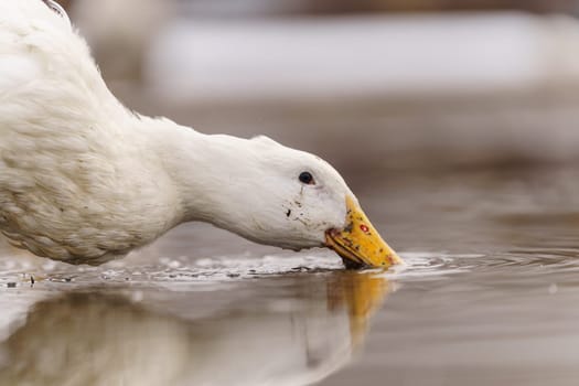 Group of white ducks gracefully stand atop the tranquil body of water.