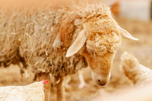 Fluffy sheep peacefully standing in a pen filled with golden hay on a serene farm setting.