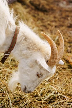 Close-up view of a curious goat surrounded by wooden fencing in a rustic pen.