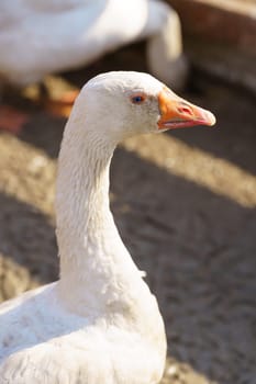Geese across the dusty ground of a charming farmstead. Selective focus