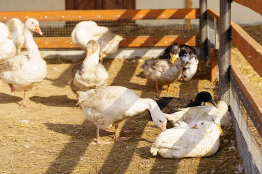 Group of geese stand in a row, side by side, on a farm. They are sleek, with feathers glistening in the sun.