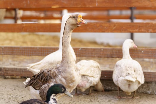Geese group are peacefully coexisting within a fenced-in area on a farm