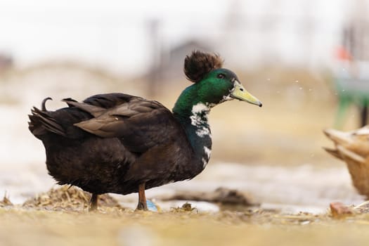 Graceful duck stands elegantly on top of a small puddle of water on farm