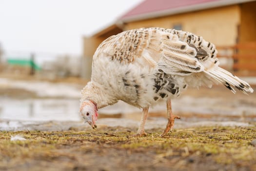Turkey walks on a farm. Organic animals farm. Selective focus