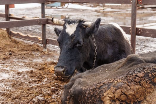 Cow stands a fence in a snowy landscape, its breath visible in the cold air