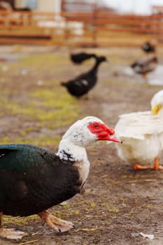 Muscovy duck and a distinctive red face is seen rummaging through the soil at the edge of a puddle. Vertical photo