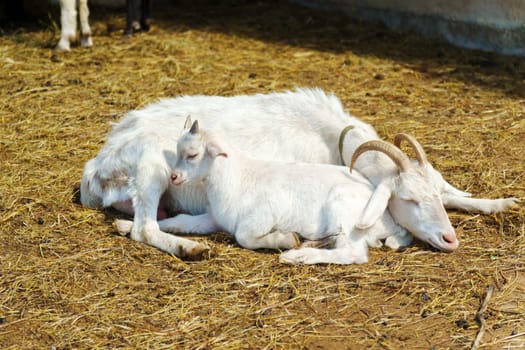 Goat are standing inside a pen on a farm, with each goat looking towards the camera.