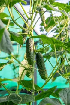 farmer collects cucumbers close-up. Selective focus.