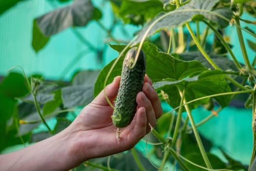 farmer collects cucumbers close-up. Selective focus.