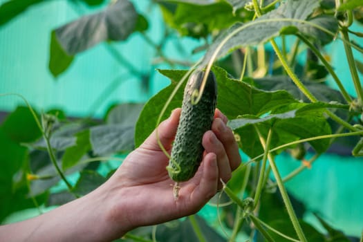 farmer collects cucumbers close-up. Selective focus.