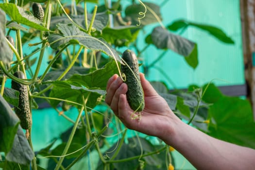 farmer collects cucumbers close-up. Selective focus.