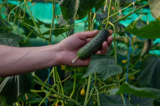farmer collects cucumbers close-up. Selective focus.