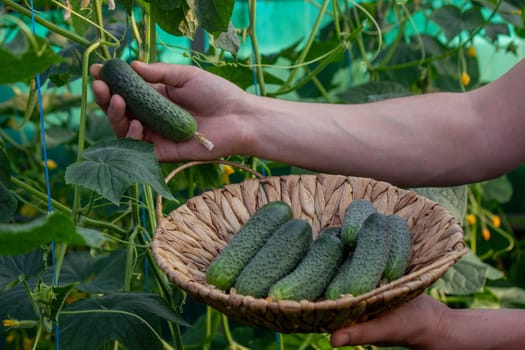 farmer collects cucumbers close-up. Selective focus.