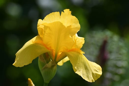 Yellow iris bloom on a sunny day