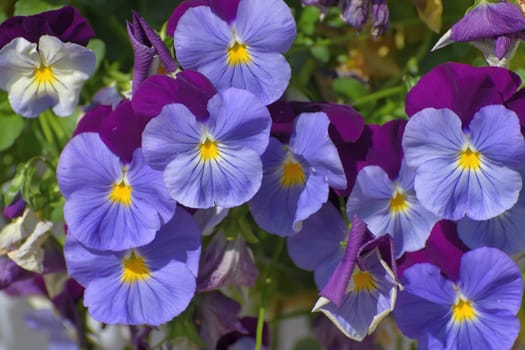 Viola Wittrockiana - or a garden pansies - blue and purple flowers