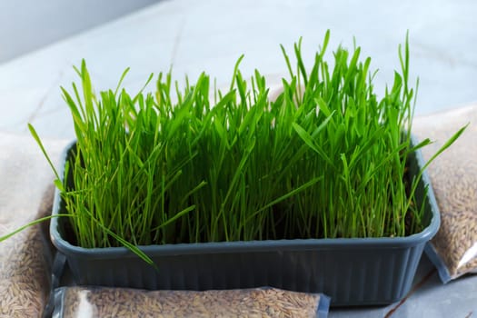 Container filled with vibrant green grass sits on top of a sturdy table.