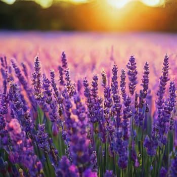 Beautiful lavender field at sunset . Summer landscape. Al generated art.