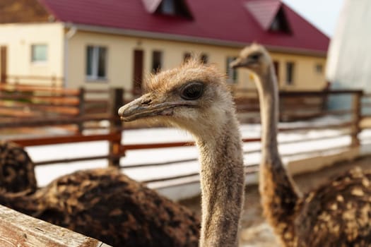 Elegant ostrich close up with its head held high, standing gracefully in a rustic barn.