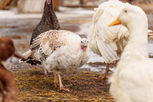 Turkey farm, turkey close-up, turkey rearing concept. Selective focus.