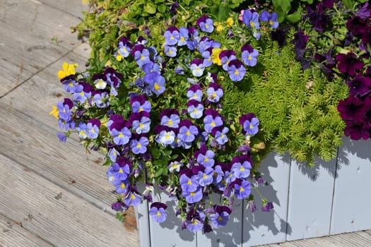 Viola Wittrockiana - or a garden pansies - blue and purple flowers