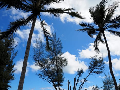 A low-angle view of tall coconut trees silhouetted against a bright blue sky with puffy white clouds.