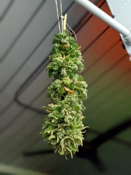 Honolulu - June 24, 2021: A close-up photo of marijuana buds hanging to dry indoors.