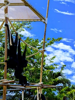 Two black-handed Siamang monkeys playfully hang from ropes in their enclosure at the Honolulu Zoo.