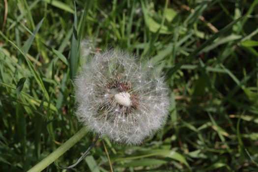 White dandelion against a background of green grass during the day.