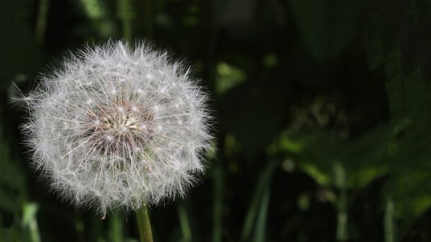 White dandelion bud against a background of dark green grass.