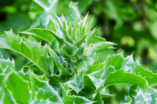 Close-up of thistle flower, Close up of bud, Green unopened bud of the Milk Thistle plant, macro photo.