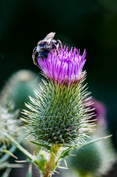 cirsium vulgare or common thistle as a roadside weed. Silybum marianum - milk thistle flower. A bumblebee sits on a pink milk thistle flower.