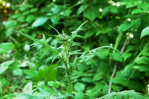 Milk thistle plant, trunk, bud against the background of green garden vegetation.