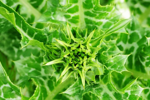 Green Milk thistle flower in the initial stage of flowering.