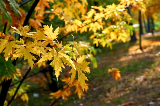 Autumn is one of the four temperate seasons. Outside the tropics, autumn marks the transition from summer to winter