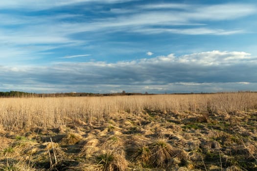 Wild meadow with dry tall grasses and clouds on blue sky