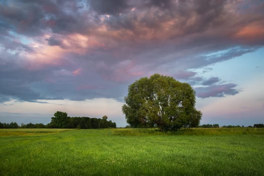 Large tree on a green meadow and evening clouds on the sky