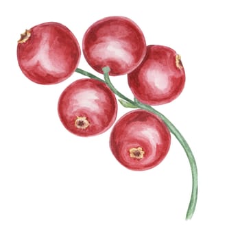 Cranberry, cowberry, lingonberry branch in watercolor. Red Nordic berry clipart. Autumn harvest, medicinal plant for labels, menu, tea, Thanksgiving