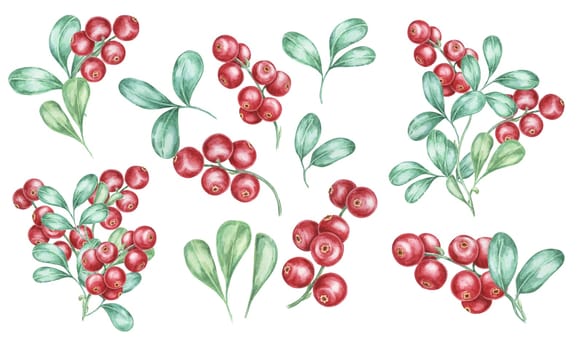 Lingonberry branches. Watercolor cranberry, cowberry, illustration. Red Nordic forest berries cliparts for autumn harvest decoration, recipe book, kitchen decor, invitation, Thanksgiving table setting