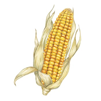Corn, yellow golden cob in watercolor. Realistic illustration of Autumn harvest plant with dry husk. Seasonal festive produce clipart for farmers market, Thanksgiving decor, cards, invitation, label,