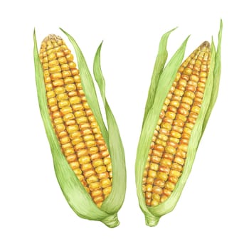 Pair of Corn, yellow golden cobs with green husks in watercolor. Realistic illustration of two Autumn harvest plants. Produce clipart for farmers market, Thanksgiving decor for cards, label, menu