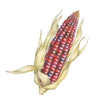 Indian corn watercolor illustration. Colorful red ornamental cob of flint, Calico corn. Clipart of the heirloom maize plant for autumn produce decor, harvest festival, Thanksgiving cards, invitations